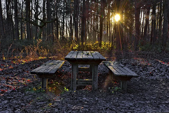 Daily theme: Forest rest area