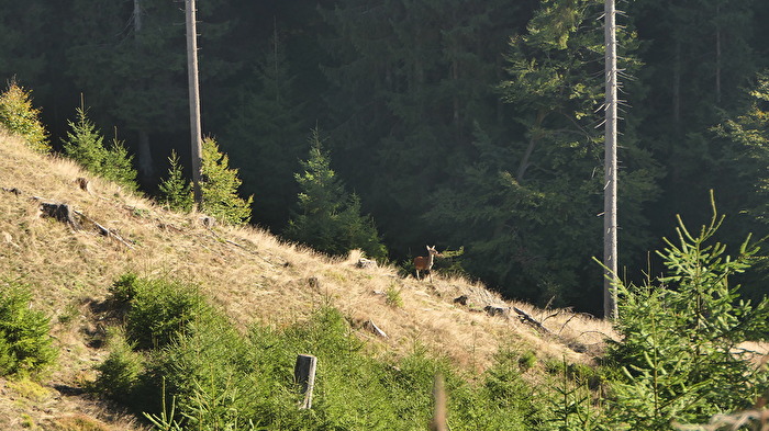 Eine Zufallsbegegnung