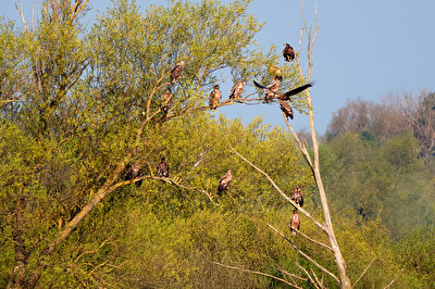 Seeadler am Gülper See