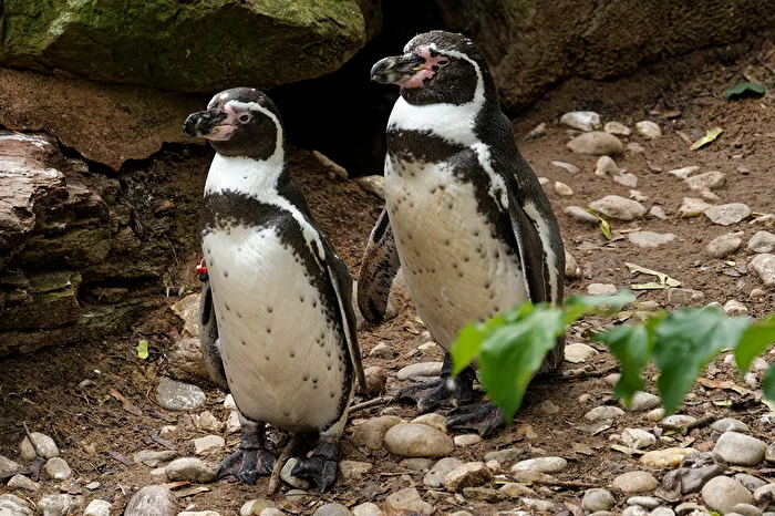 Pinguini