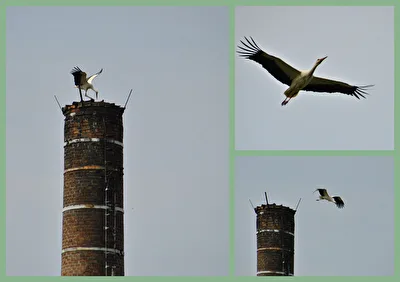 Zugvögel