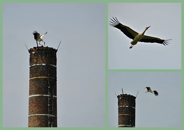 Oiseaux migrateurs