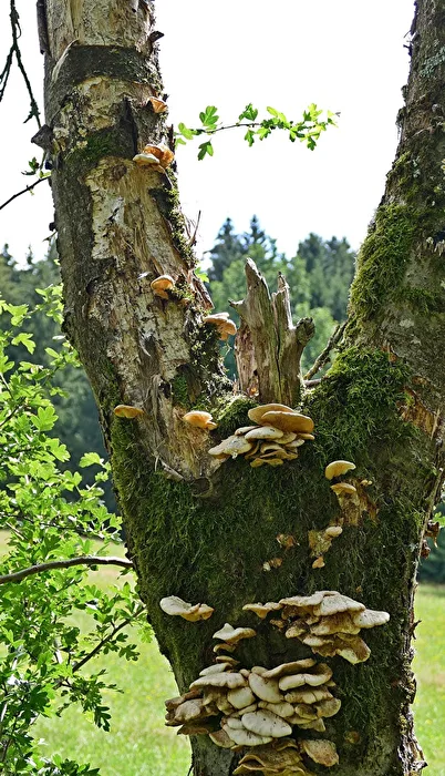 Mushroom tree