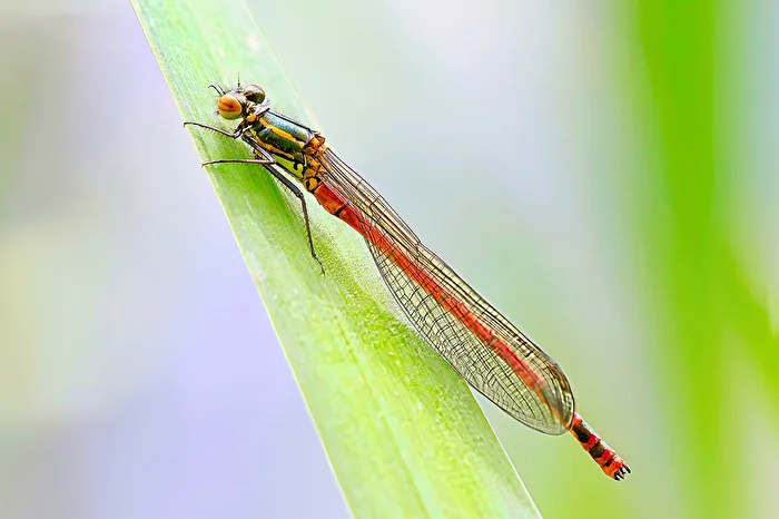 Insekten