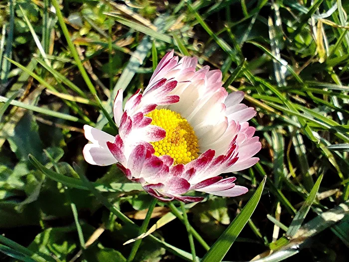 kleine Schönheit