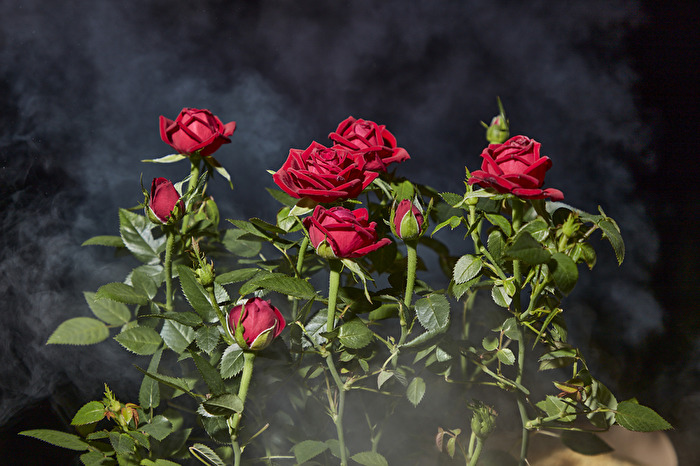 Heckenrose, Nacht & Nebel