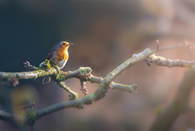 Wo die Wintersonne ruht