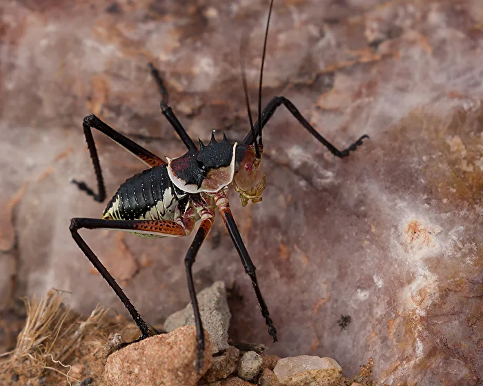 Creepy Crawly