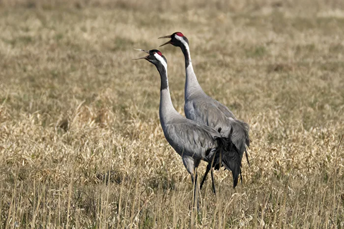 Cranes