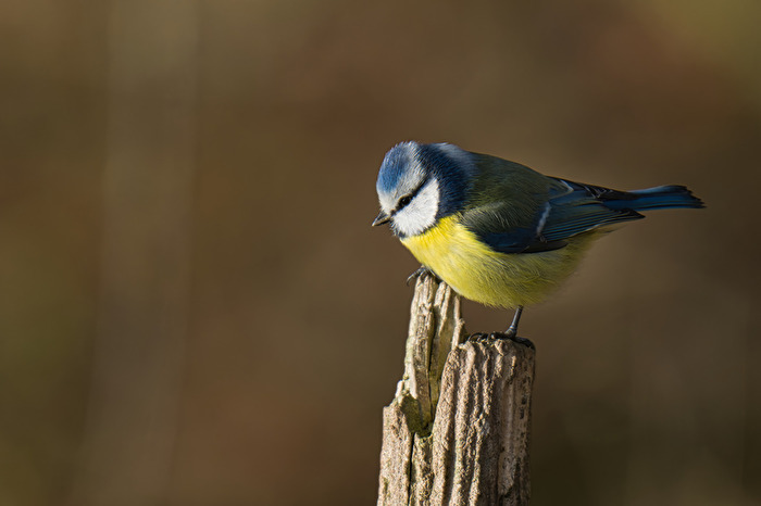 Blaumeise
