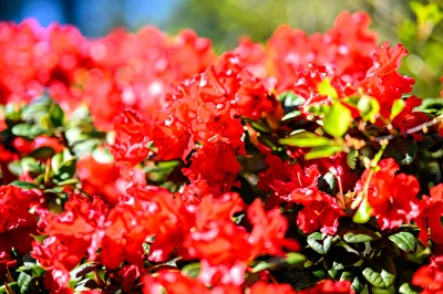 Roter Rhododendron