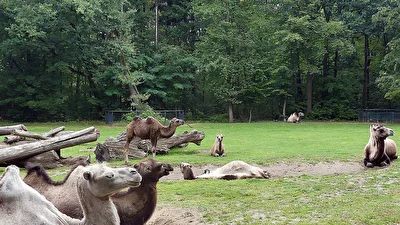 Mittagspause im Tierpark Cottbus-1
