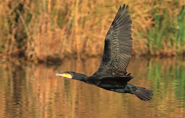 " Fischers Fritze "