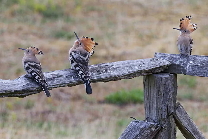 Wiedehopf Trio