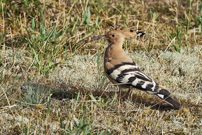 Hoopoe