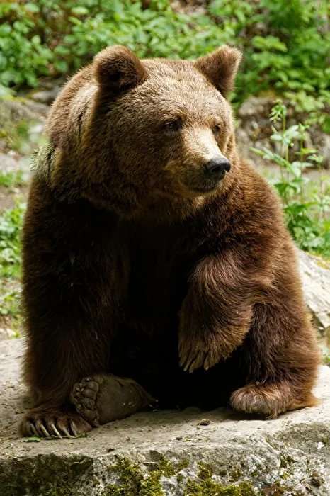 Braunbär