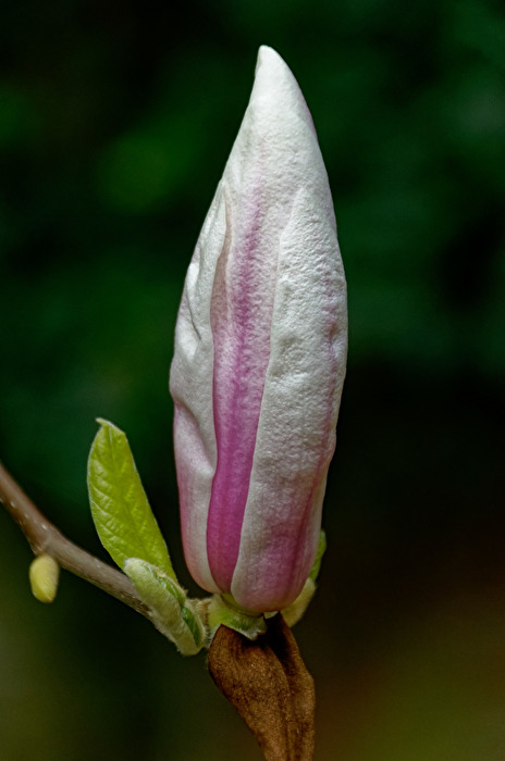 Magnolienblüten