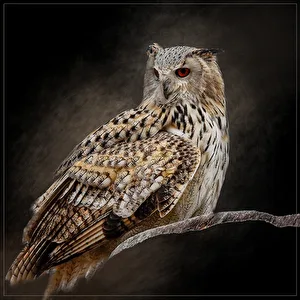 Profilfoto