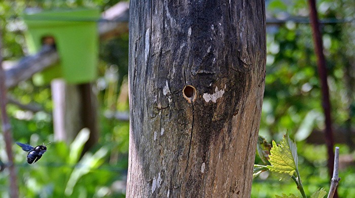Holzbiene im Anflug