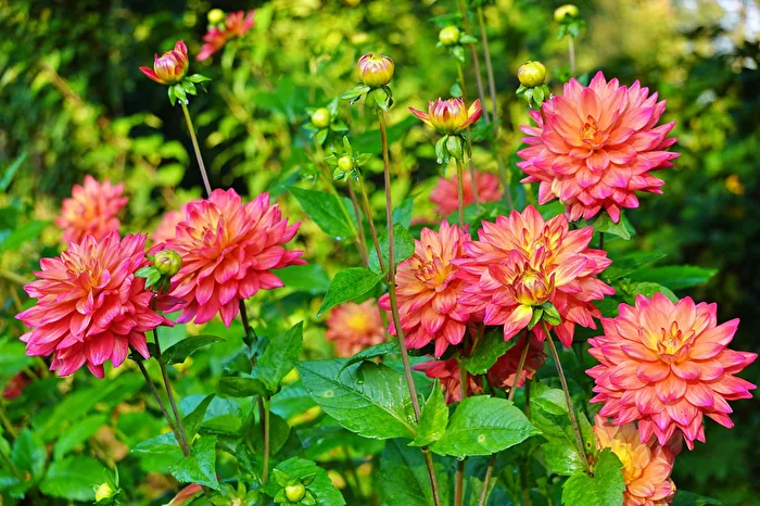blooming dahlias