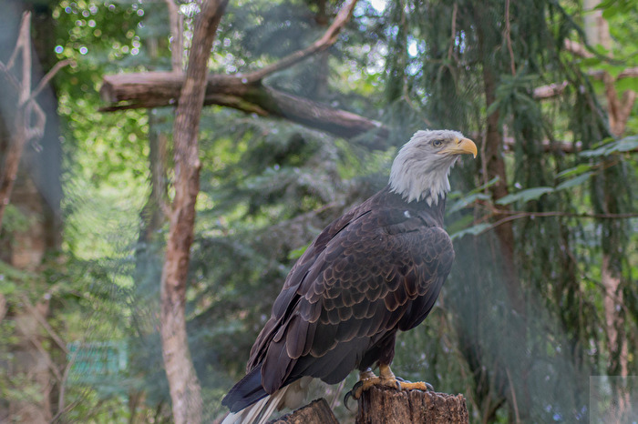 Der König der Lüfte