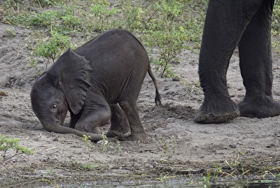Elefanten- #Baby