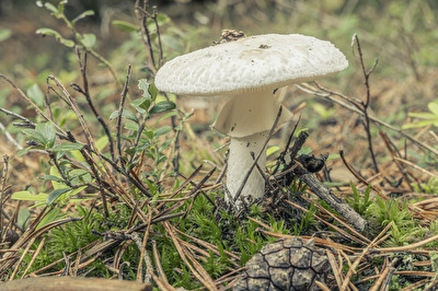 Albino