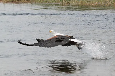 Fischadler beim Fischfang