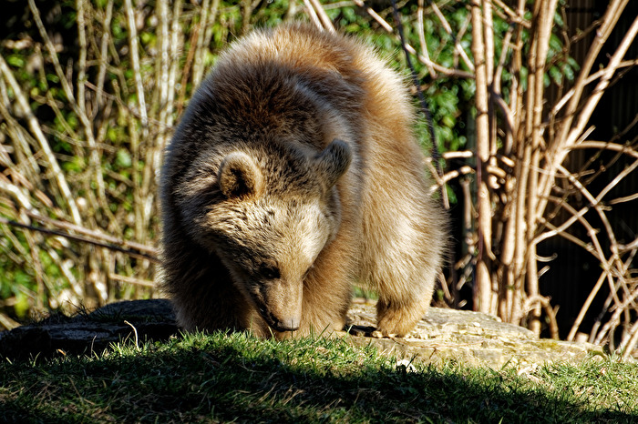 junger Syrischer Braunbär