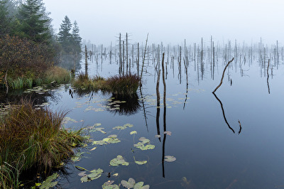 Todholz im Bad Wurzacher Ried