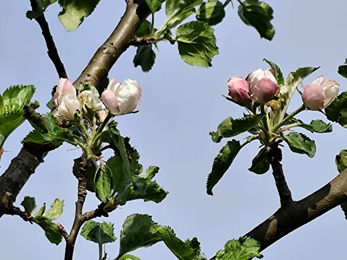 Apfelblüte