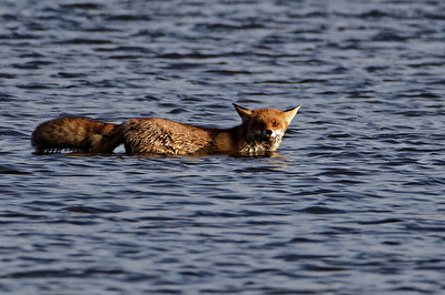 Fuchs auf der Pirsch