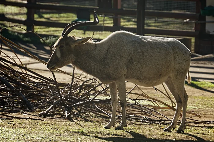 Addax antelope