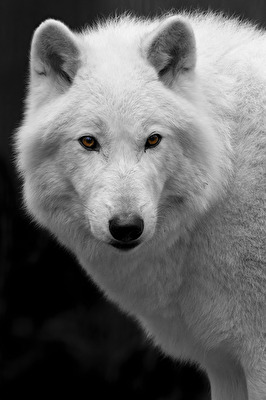 Portrait Polarwolf