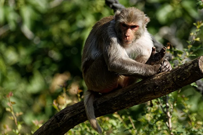 Rhesus monkey