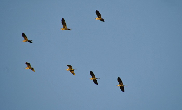 Zugvögel