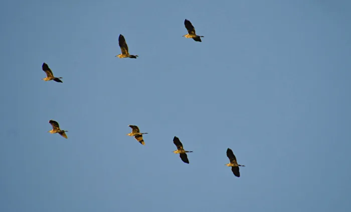 Zugvögel
