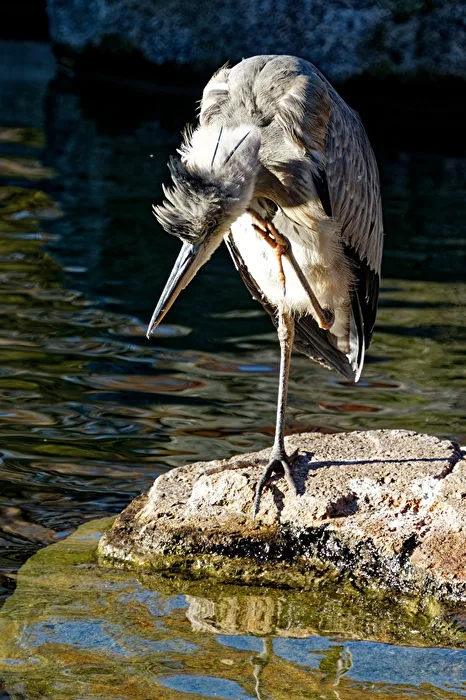 Grey Heron
