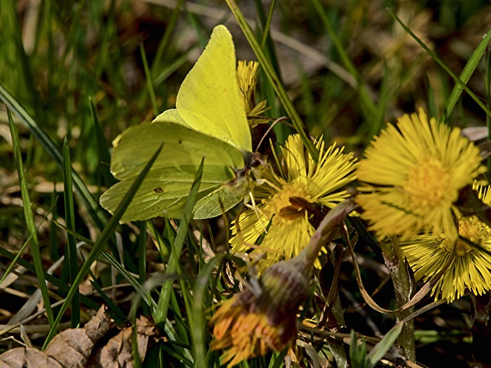 Zitrönchen - alles so schön gelb hier