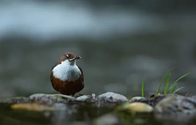 Wasseramsel mit Beute