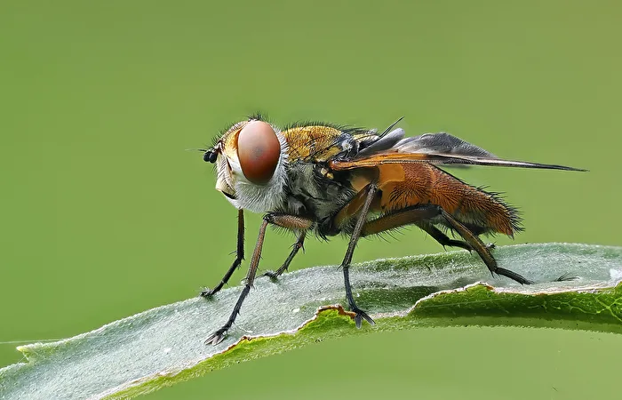 Breitflüglige Raupenfliege