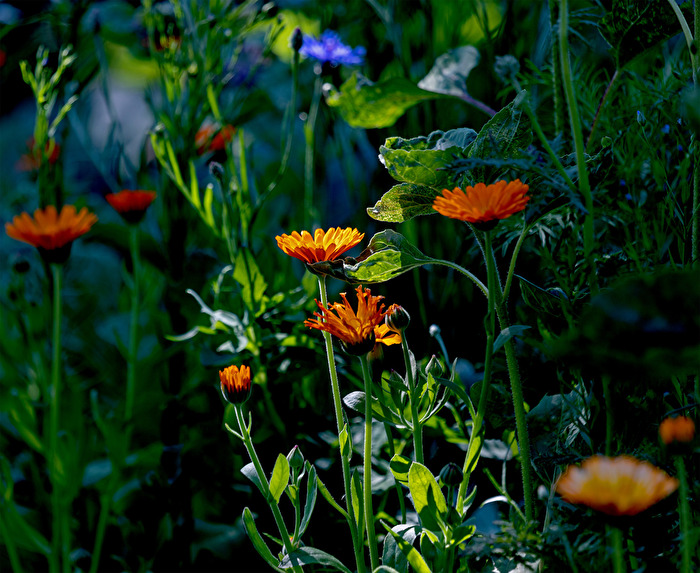 Ringelblume in der frühen Morgenstunde