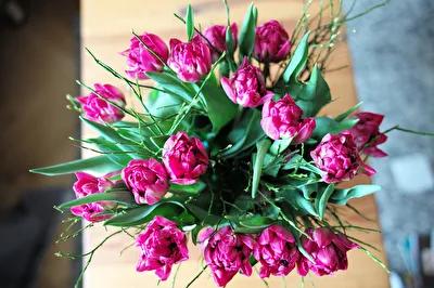 Tulpen