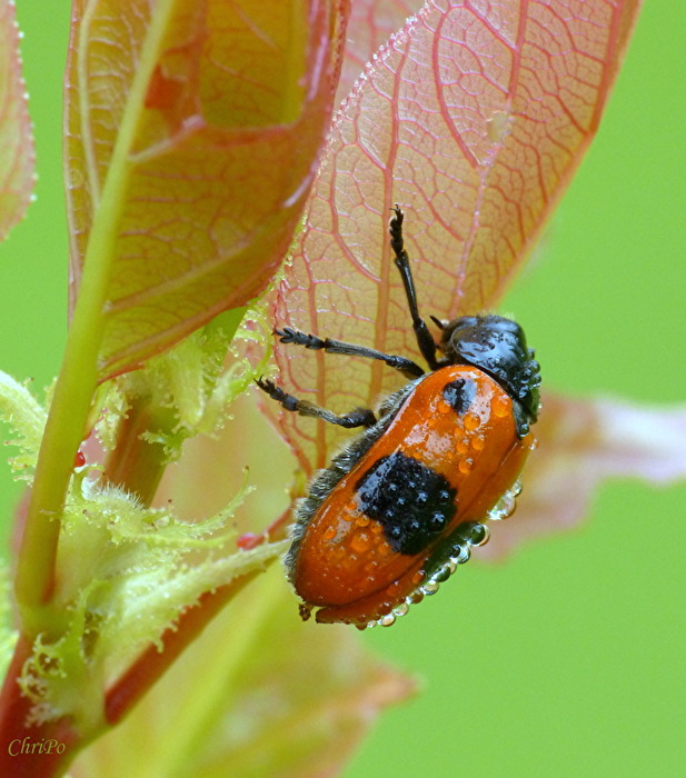  Morgentau - Ameisensackkäfer