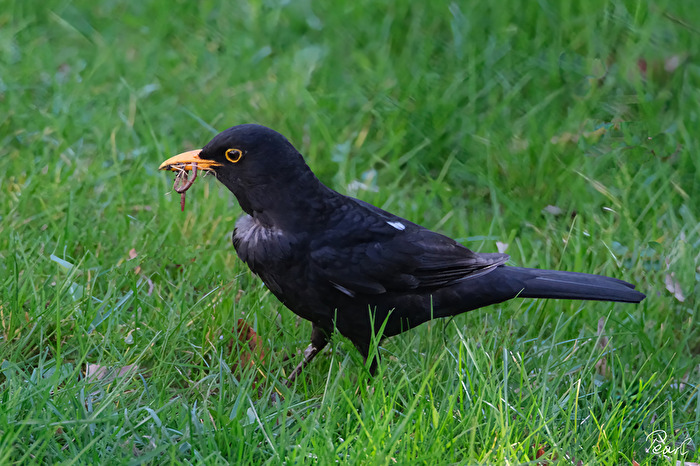 Farben in meinem Garten: Schwarz