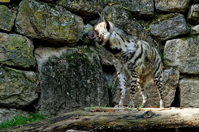Hyena