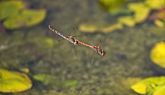 Insekten
