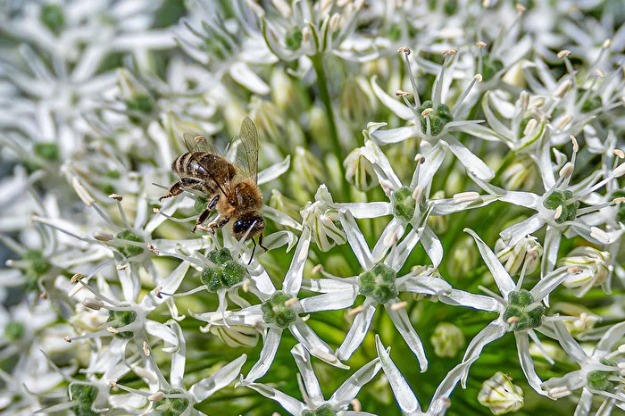 Bienchen im Zierlauch