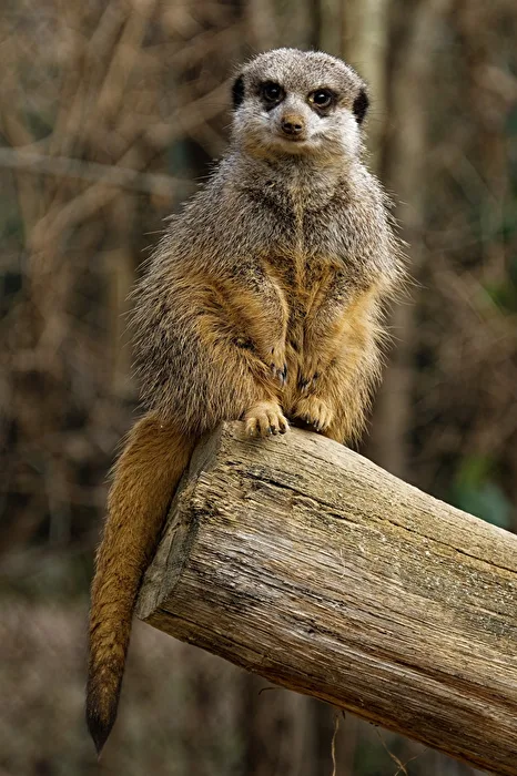 Meerkat