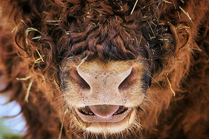 Highland Cattle